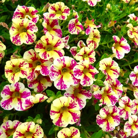 🦋SHOPTIME!🦋 - Picture 4 of 14